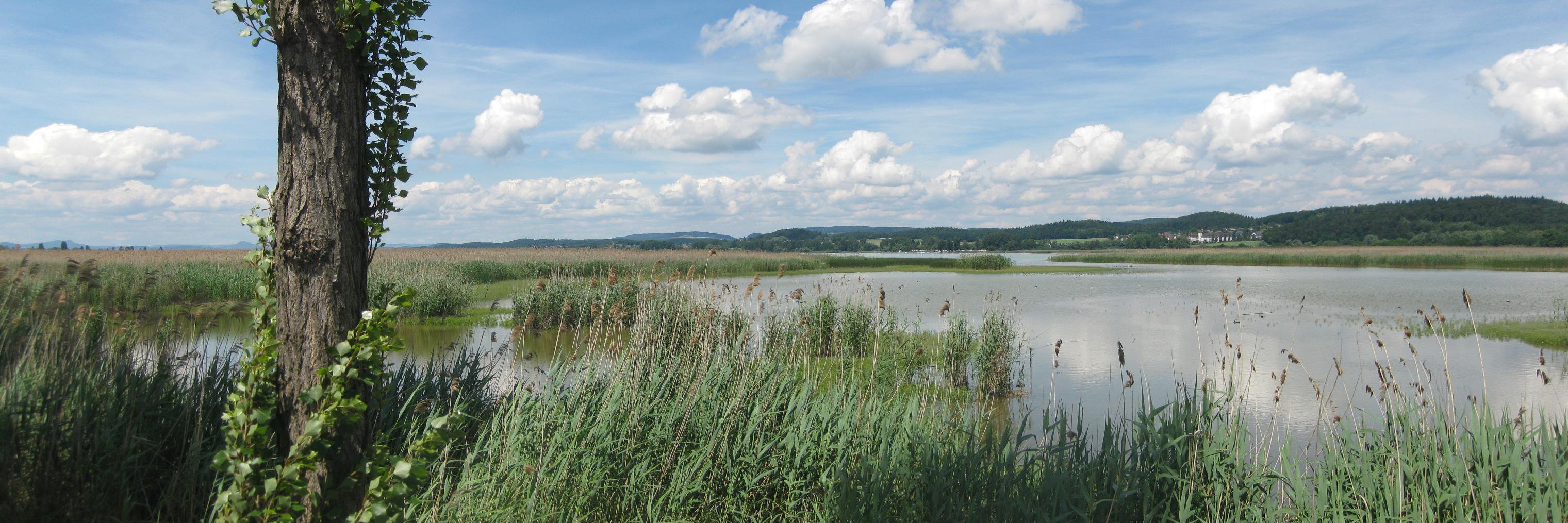 Sabrina Schulz banner