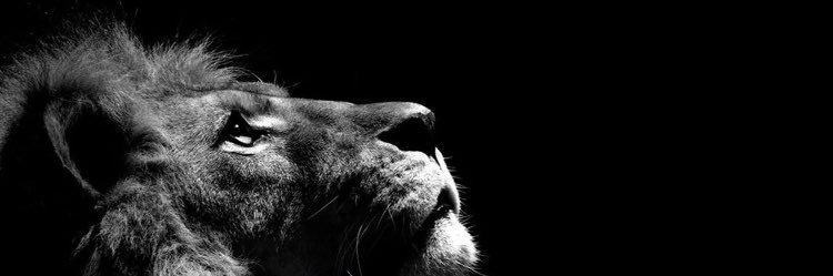 🍁99 banner
