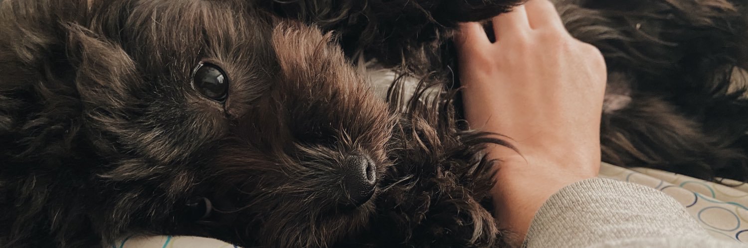 danichapaf's profile banner image