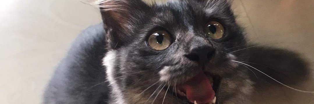 IamLittleGiant5's profile banner image