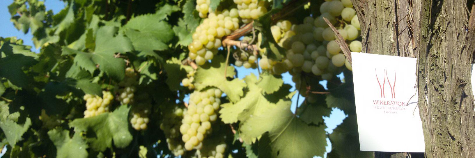Wineration's profile banner image