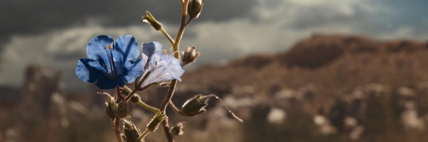 Vancelleter's profile banner image