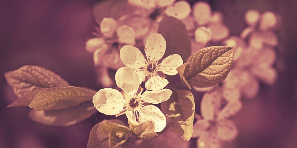 MarianaHNL's profile banner image