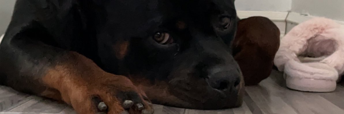 destanie_nacey's profile banner image