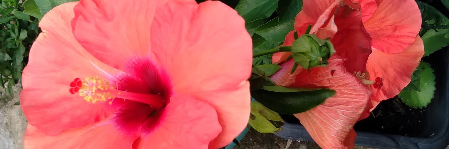 hildaphb's profile banner image
