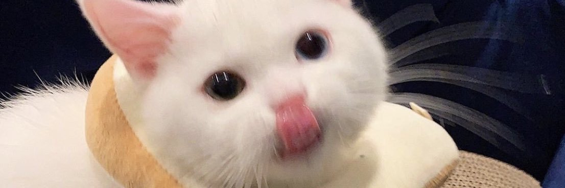 cupcakeisntcake's profile banner image