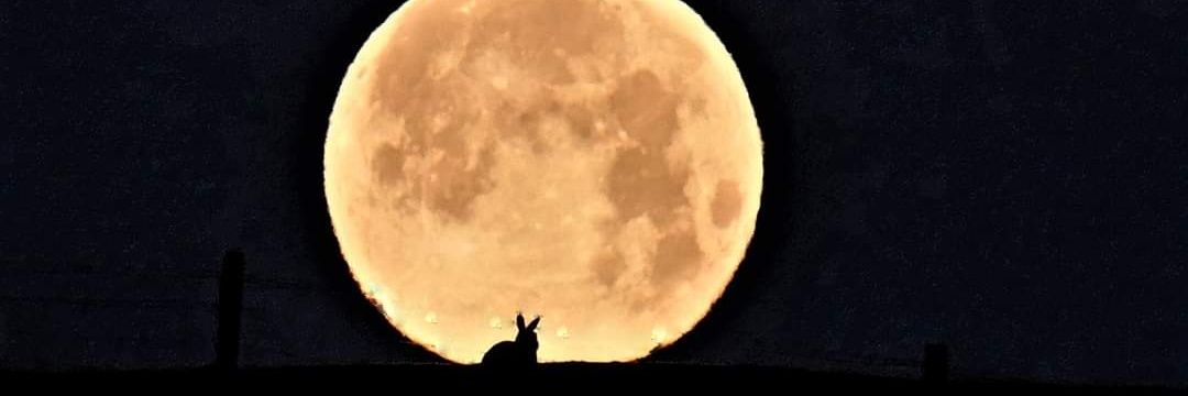 ThrashedPotat0's profile banner image