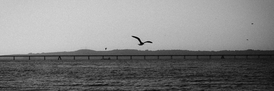 Salvador Pardo banner