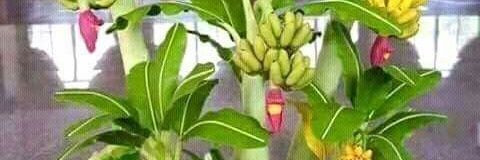 maithasimoo's profile banner image
