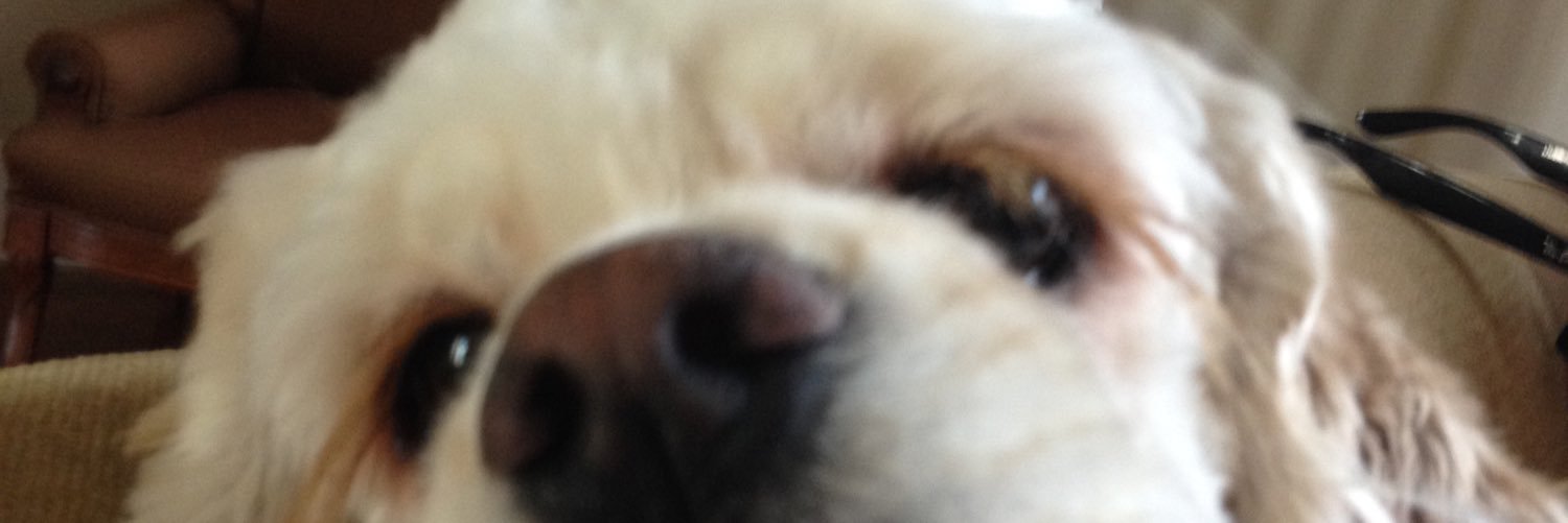 KVBear37's profile banner image