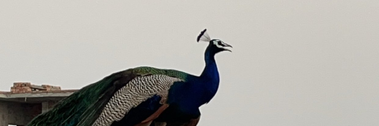 Nishantnc7's profile banner image