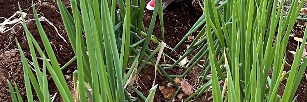 ゴン太🥗 banner
