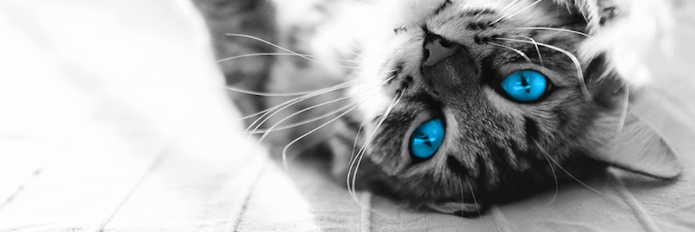 lifeah's profile banner image