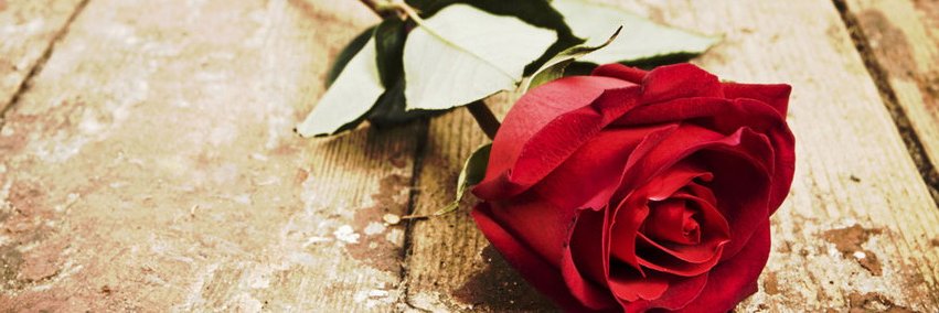 rosa7v's profile banner image