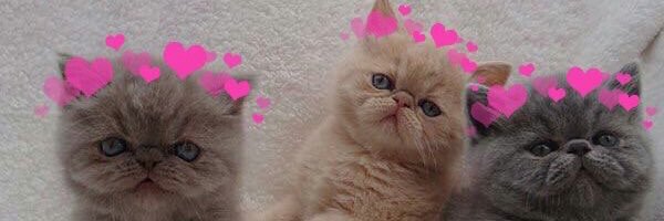 dannyWashere698's profile banner image