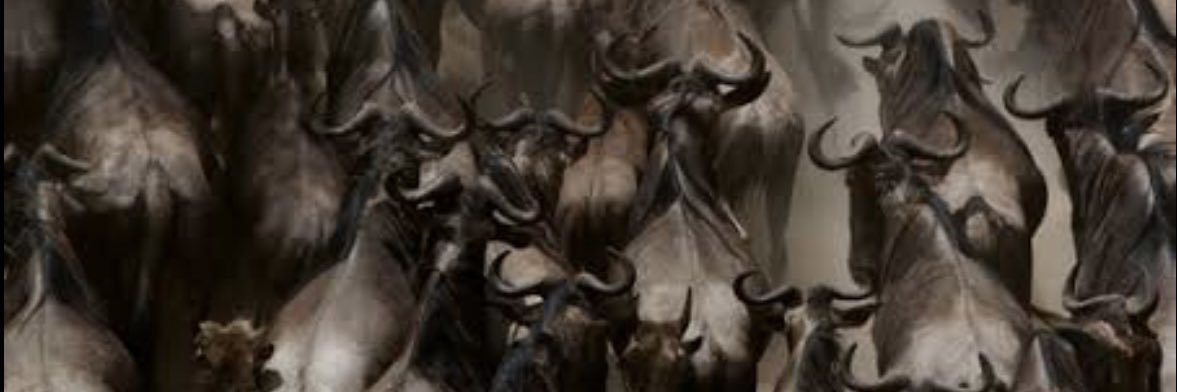 ipegene's profile banner image