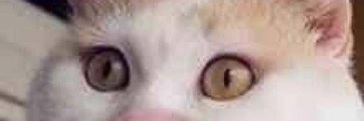 chavitpeturai's profile banner image