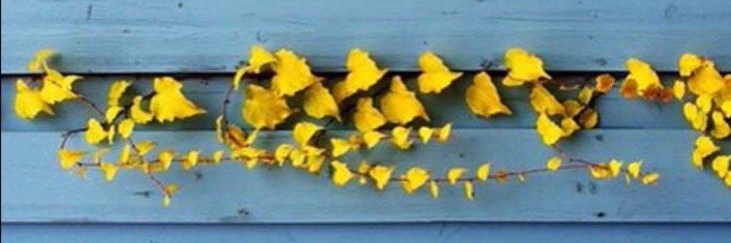 kylee_lange's profile banner image