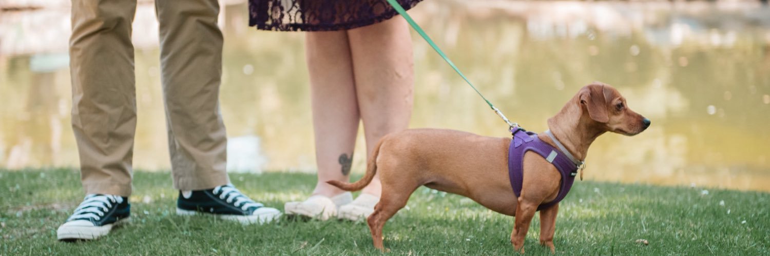 dappermegan's profile banner image