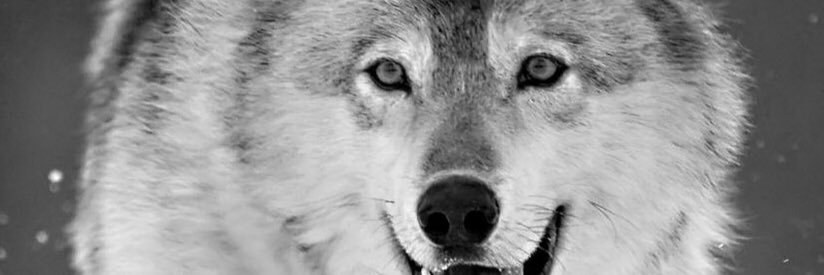 Runningwolf73's profile banner image
