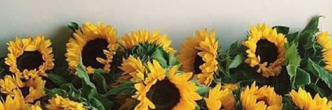 cabrealdis's profile banner image