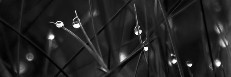 kochimintear's profile banner image