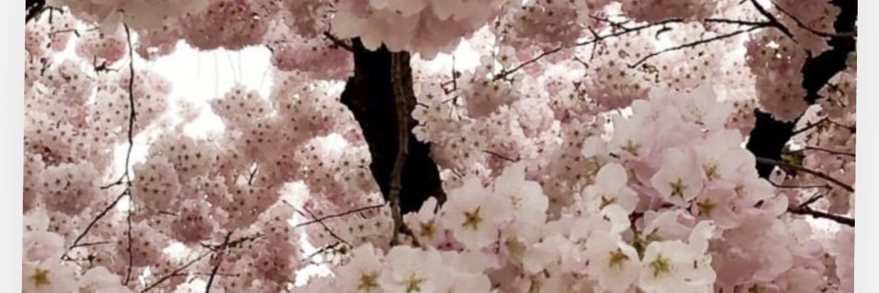 PinkkxR's profile banner image