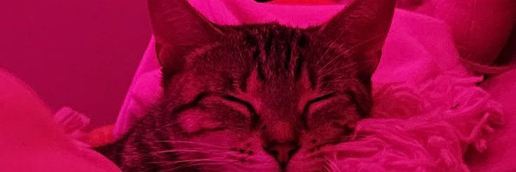 peyaii's profile banner image