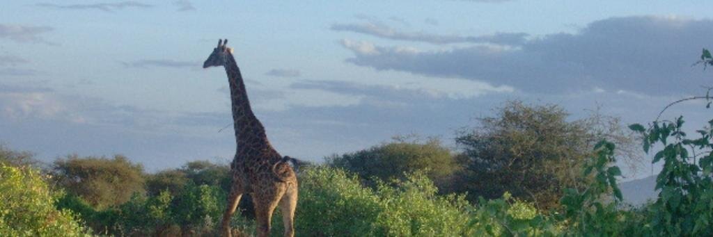 Kisemei's profile banner image