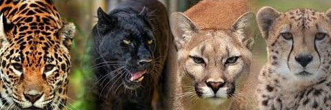 MazdaMazida's profile banner image
