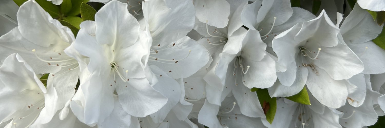 palm_sy's profile banner image