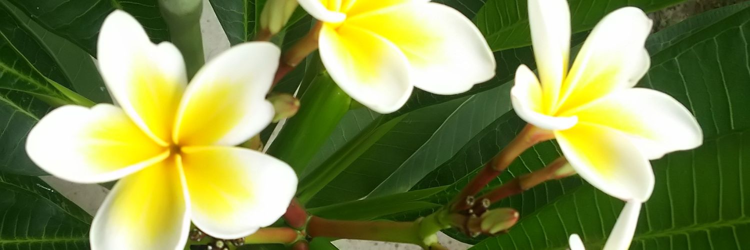 NalunaluAloha's profile banner image
