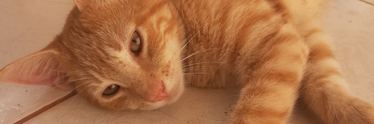 isabelplacidoa's profile banner image