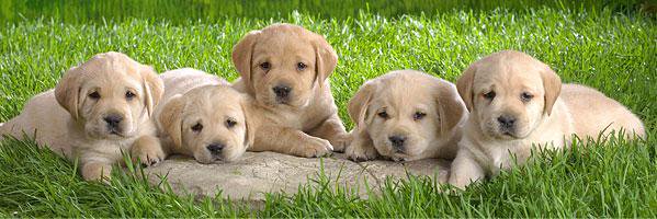 lisel_silber's profile banner image