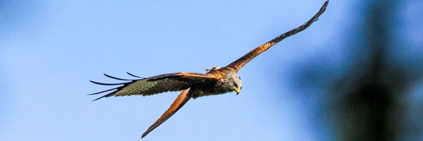 pewileman Profile Banner