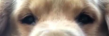 ;p banner