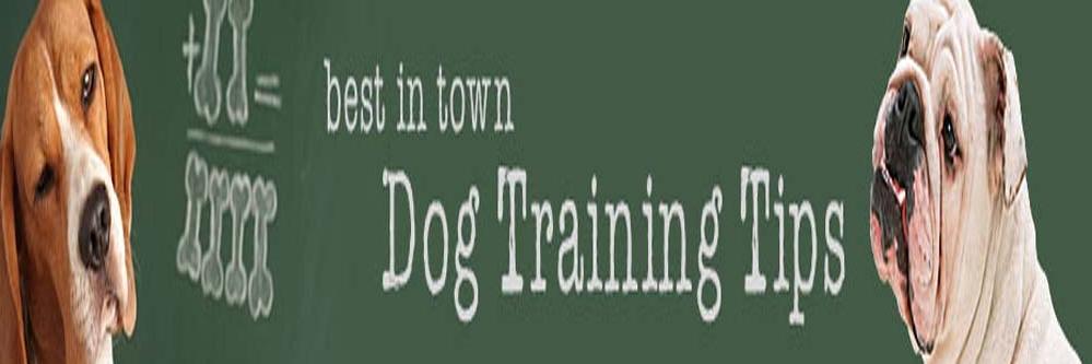 certifieddog's profile banner image