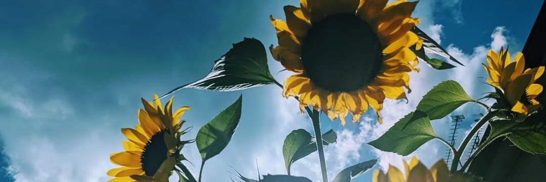 StarsMum's profile banner image