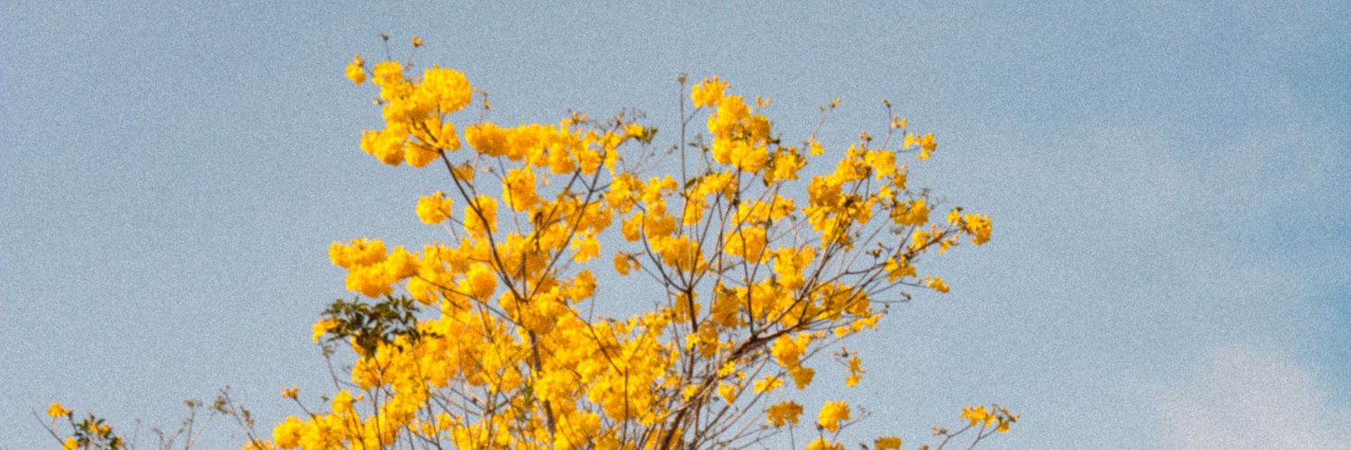 pomodelata's profile banner image