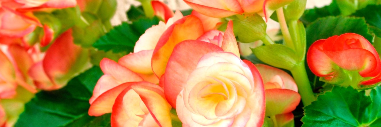Alice DiSanto banner