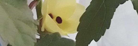 ひかる banner