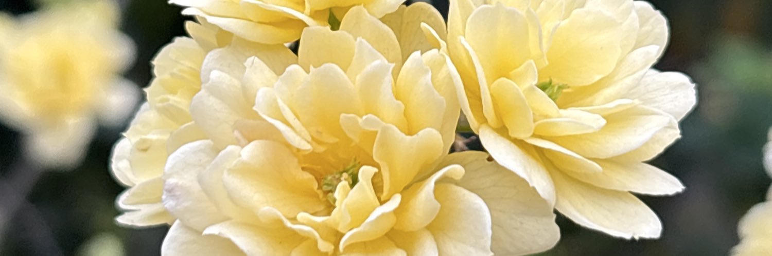 Hamid Mousavi banner