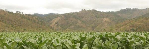 CigarGuru123's profile banner image