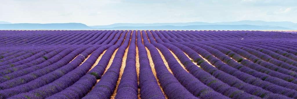 Ph Lafargue banner