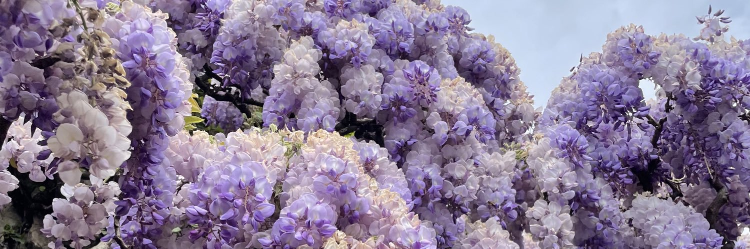 abbsonnier's profile banner image