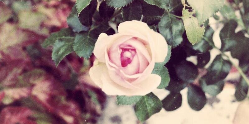 MargauxWayne's profile banner image