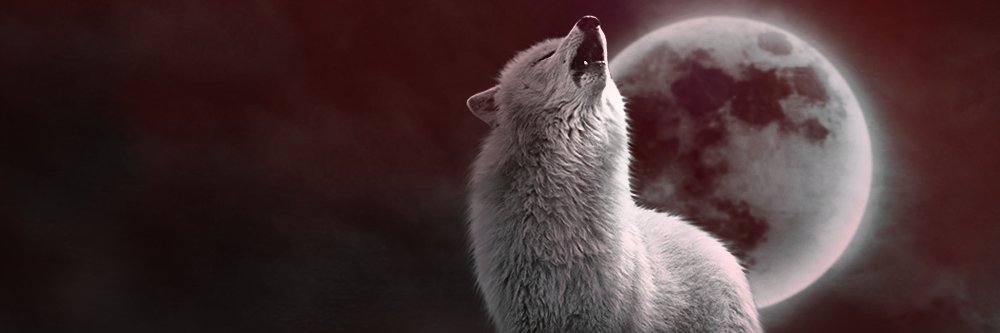 ShininNemo's profile banner image