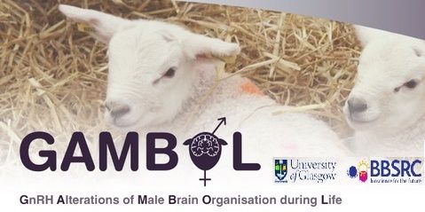 GAMBOLgroup's profile banner image