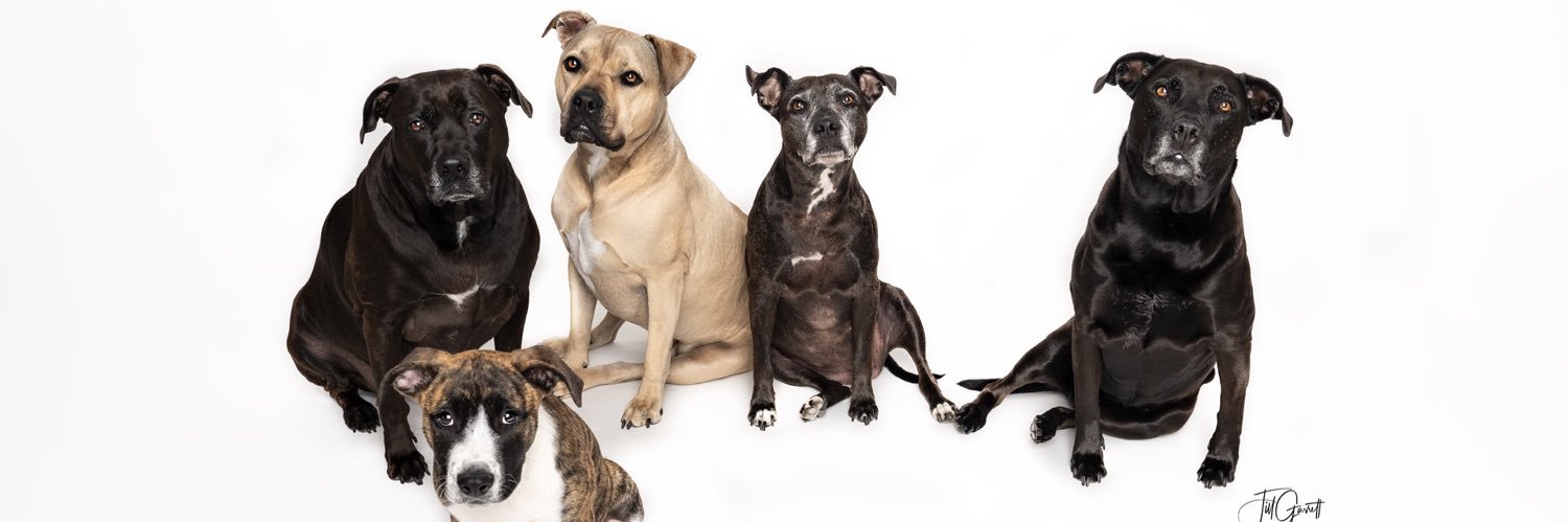 thepitcess's profile banner image