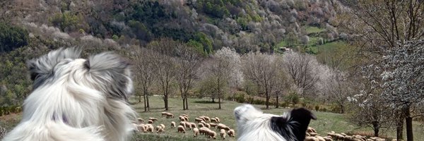 xaiecologic Profile Banner